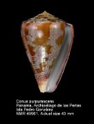 Conus purpurascens